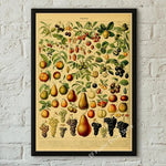 botaniska posters vintage - Vintage shop