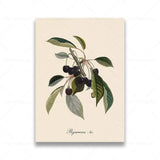 vintage fruit posters - Vintage shop