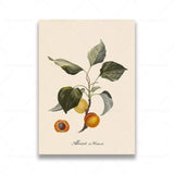 vintage fruit posters - Vintage shop