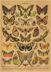 botaniska posters vintage - Vintage shop