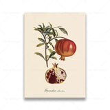 vintage fruit posters - Vintage shop