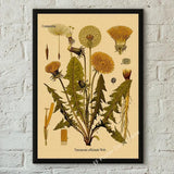 botaniska posters vintage - Vintage shop