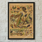 botaniska posters vintage - Vintage shop