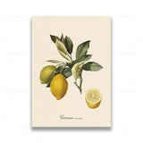 vintage fruit posters - Vintage shop