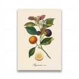 vintage fruit posters - Vintage shop