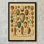 botaniska posters vintage - Vintage shop