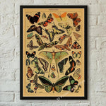 botaniska posters vintage - Vintage shop