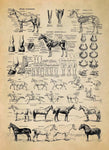 vintage animal anatomy posters - Vintage shop