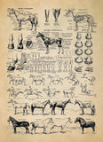 vintage animal anatomy posters - Vintage shop