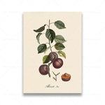 vintage fruit posters - Vintage shop