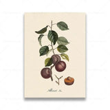 vintage fruit posters - Vintage shop