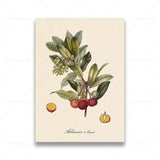 vintage fruit posters - Vintage shop