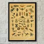 botaniska posters vintage - Vintage shop