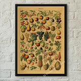 botaniska posters vintage - Vintage shop