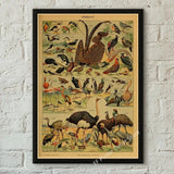 botaniska posters vintage - Vintage shop