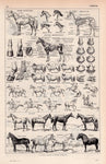 vintage animal anatomy posters - Vintage shop