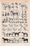 vintage animal anatomy posters - Vintage shop