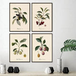 vintage fruit posters - Vintage shop