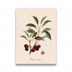 vintage fruit posters - Vintage shop