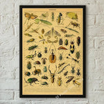 botaniska posters vintage - Vintage shop