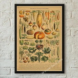 botaniska posters vintage - Vintage shop