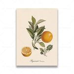 vintage fruit posters - Vintage shop