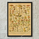 botaniska posters vintage - Vintage shop