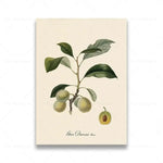 vintage fruit posters - Vintage shop