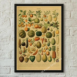 botaniska posters vintage - Vintage shop