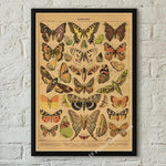 botaniska posters vintage - Vintage shop