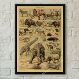 botaniska posters vintage - Vintage shop