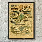 botaniska posters vintage - Vintage shop