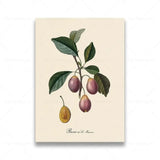 vintage fruit posters - Vintage shop