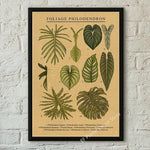 botaniska posters vintage - Vintage shop