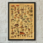 botaniska posters vintage - Vintage shop