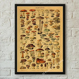 botaniska posters vintage - Vintage shop