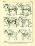 vintage animal anatomy posters - Vintage shop