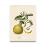 vintage fruit posters - Vintage shop