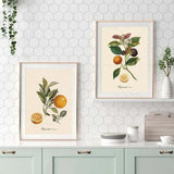 vintage fruit posters - Vintage shop