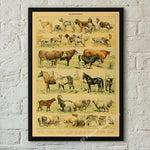 botaniska posters vintage - Vintage shop