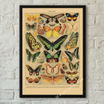 botaniska posters vintage - Vintage shop