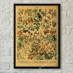 botaniska posters vintage - Vintage shop