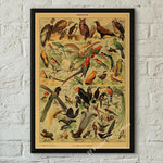 botaniska posters vintage - Vintage shop