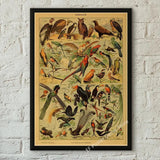 botaniska posters vintage - Vintage shop