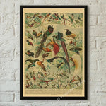 botaniska posters vintage - Vintage shop