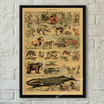 botaniska posters vintage - Vintage shop