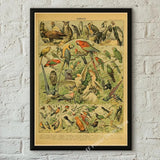 botaniska posters vintage - Vintage shop